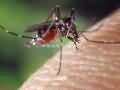 黑斑蚊