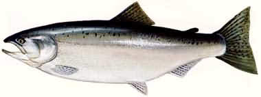 大马哈鱼(salmon) 