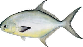 鲳参鱼（ pirapitinga-freshwater pompano )